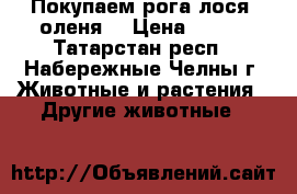 Покупаем рога лося, оленя. › Цена ­ 300 - Татарстан респ., Набережные Челны г. Животные и растения » Другие животные   